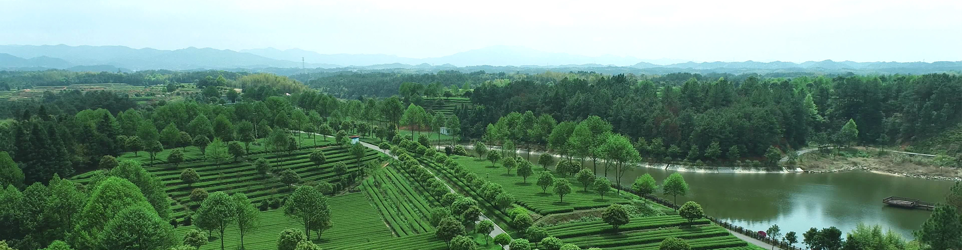 蘇州市市委副書記朱民一行考察湘豐茶業(yè)集團