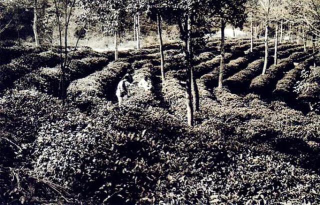 70年代的岳麓山茶園.jpg