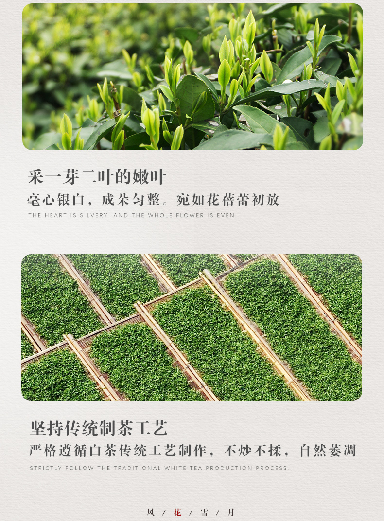 桑植白茶_04.jpg