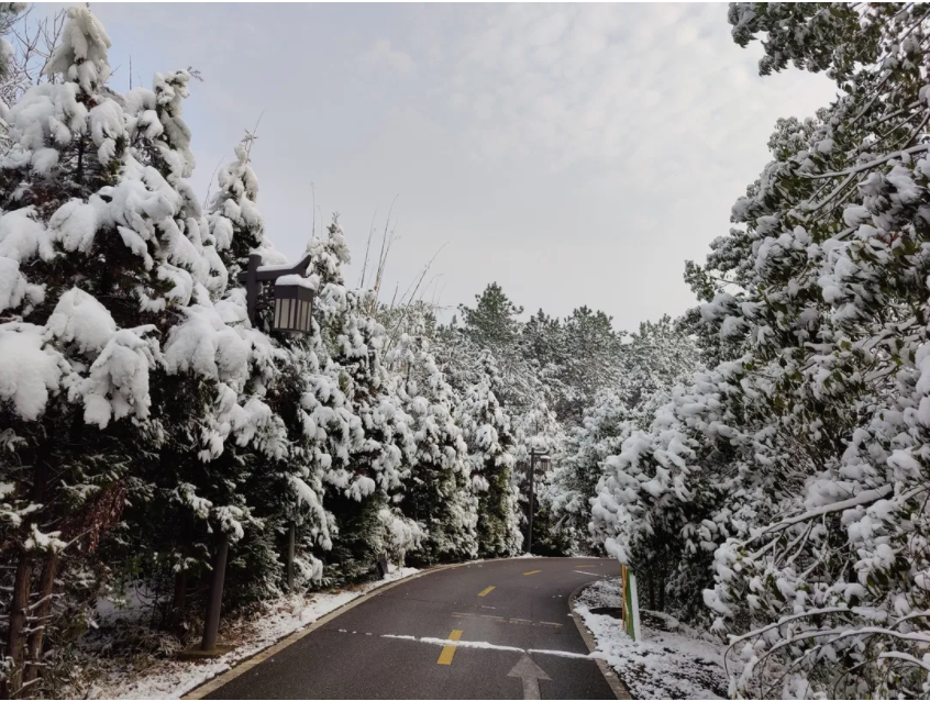 雪天的茶園道路.png