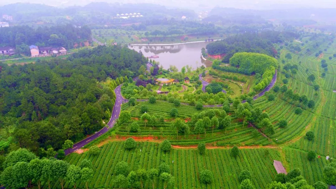 湘豐茶業(yè)莊園—百茶園.png