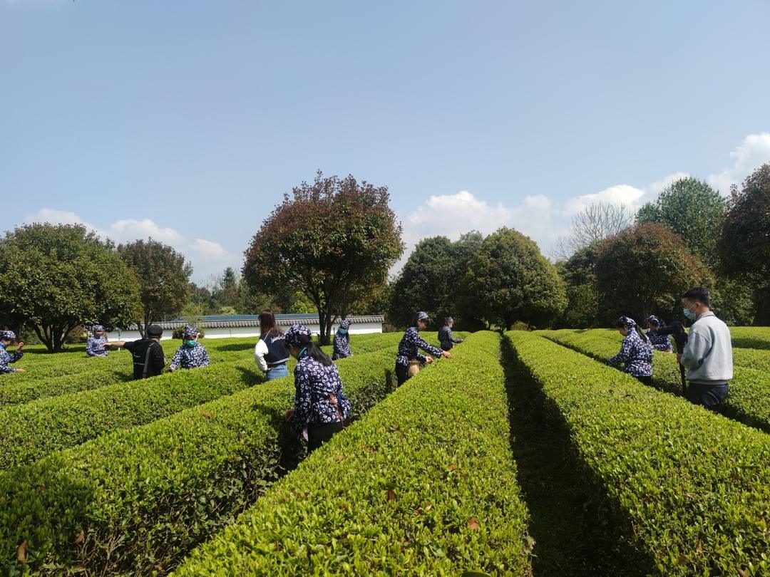 【奮進新征程 建功新時代】“茶”產業(yè)加持 鄉(xiāng)村振興后勁足