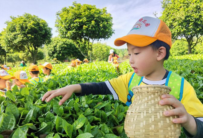 幼兒園萌娃變身“小茶農”體驗家鄉(xiāng)茶文化