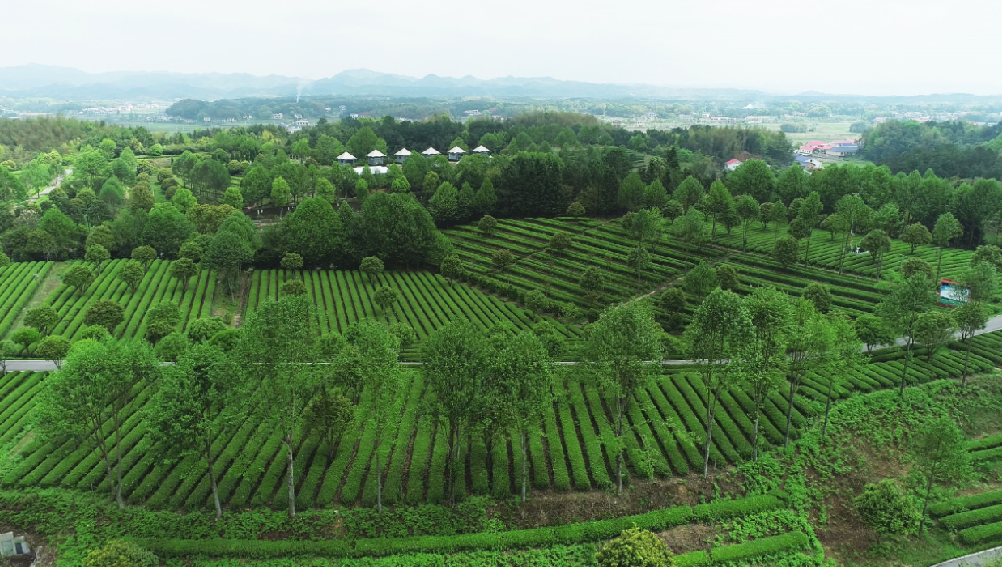 全國“三品一標(biāo)”基地，金井鎮(zhèn)茶葉基地榜上有名