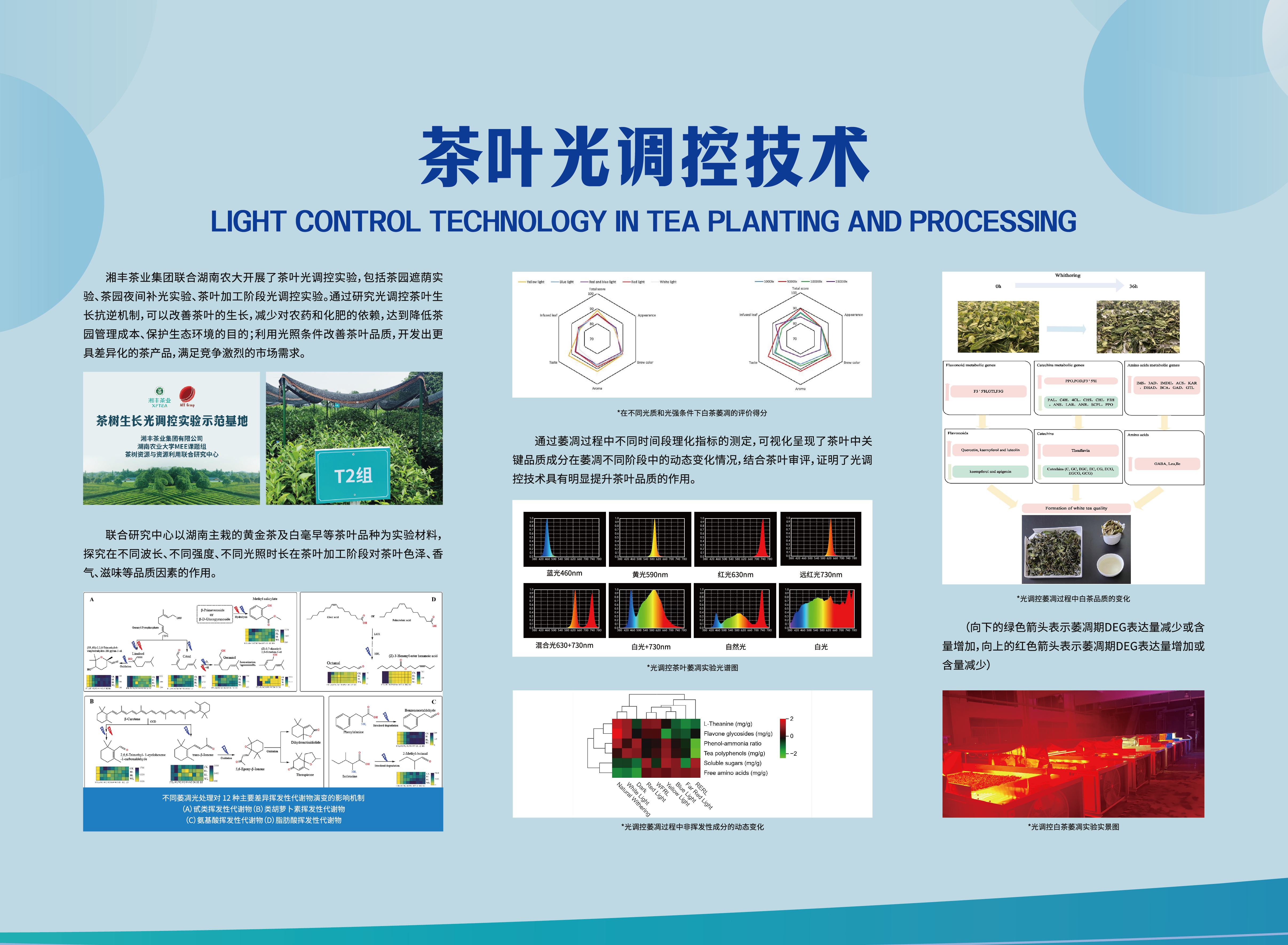 茶葉光調(diào)控技術(shù).jpg